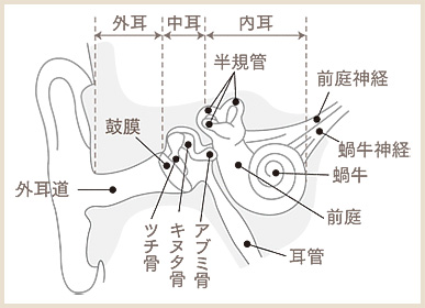 耳の内部